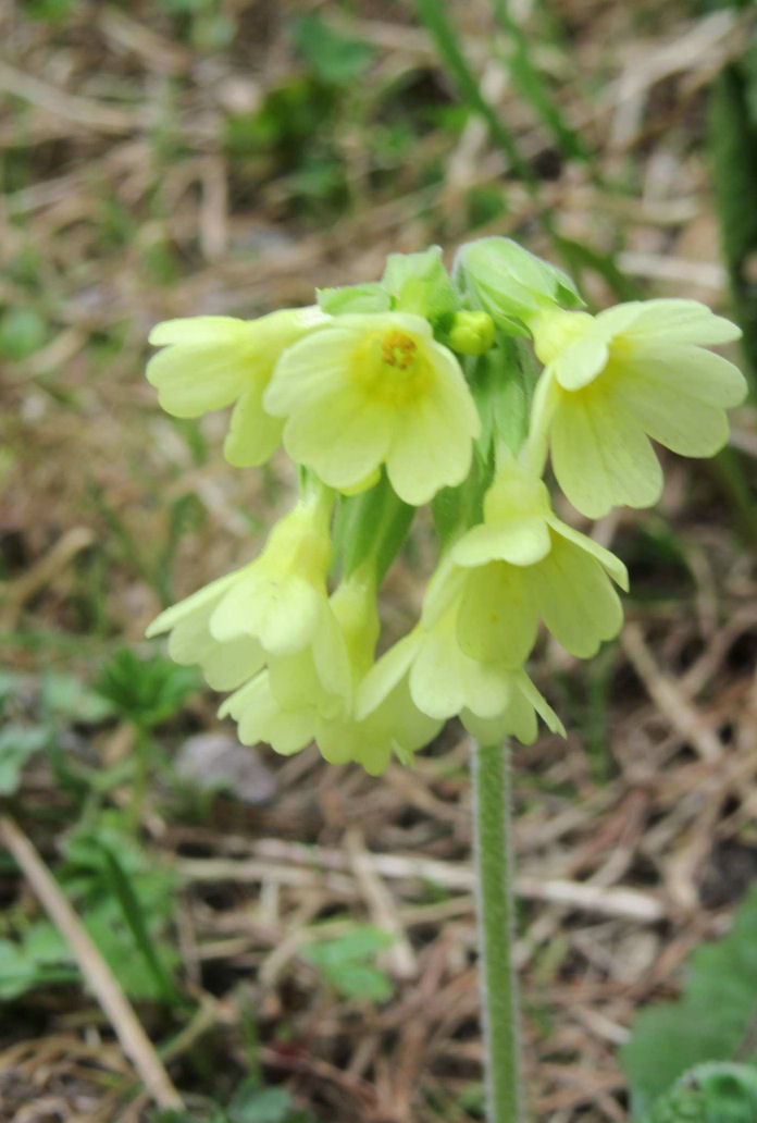 Foto Himmelsschlüssel